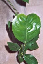 Une feuille en forme de coeur